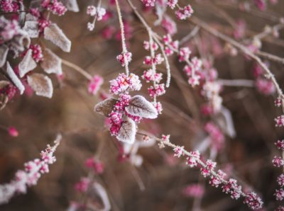 Winter Flowers Week